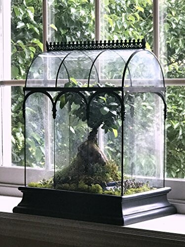 Bonsai tree inside a glass terrarium on a windowsill.